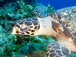 IMG 2842 Hawksbill Turtle